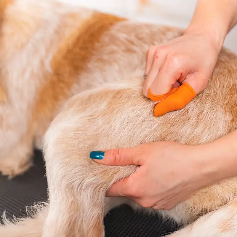 Hund schneiden und trimmen